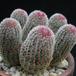 Echinocereus pectinatus v. rigidissimus 1
