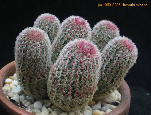 Echinocereus pectinatus v. rigidissimus 1