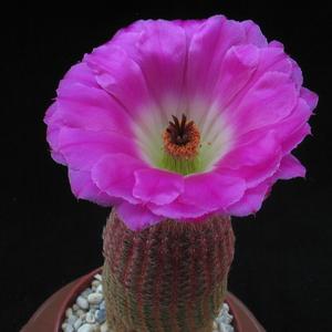 Echinocereus pectinatus v. rigidissimus