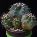Echinocereus polyacanthus MOP