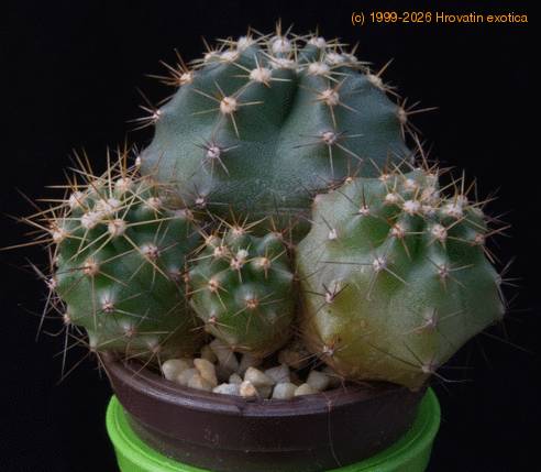 Echinocereus polyacanthus MOP