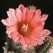 Echinocereus polyacanthus v densus-823