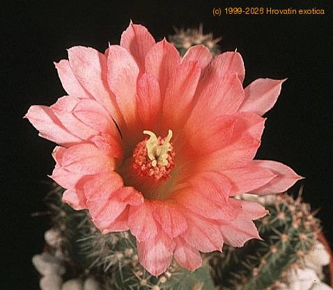 Echinocereus polyacanthus v densus-823