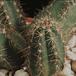 Echinocereus polyacanthus v densus-824