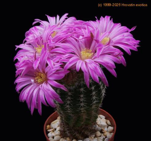 Echinocereus pulchellus SIb 2