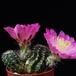 Echinocereus pulchellus SIb