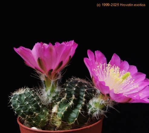 Echinocereus pulchellus SIb