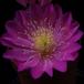 Echinocereus pulchellus SIf 2