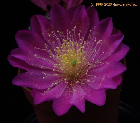 Echinocereus pulchellus SIf 2