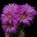 Echinocereus pulchellus SIf
