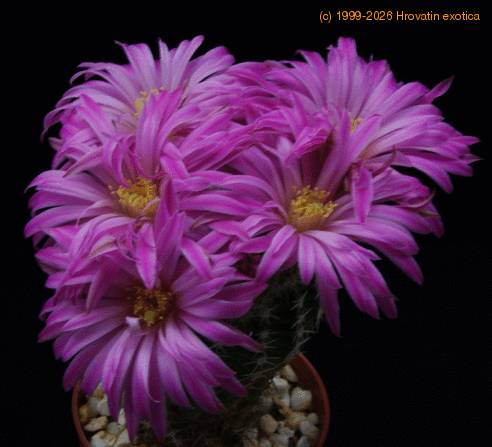 Echinocereus pulchellus SIf