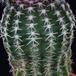 Echinocereus pulchellus SIt