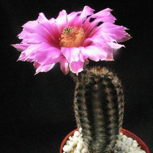 Echinocereus reichenbachii v. albertii