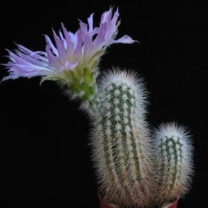 Echinocereus reichenbachii v. baileyi
