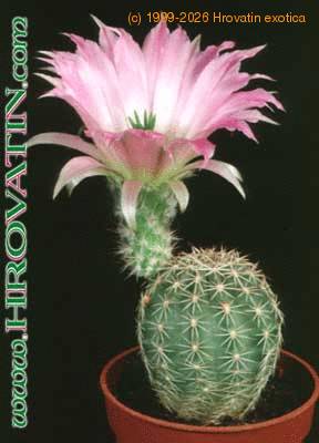 Echinocereus reichenbachii v hisoensis 162