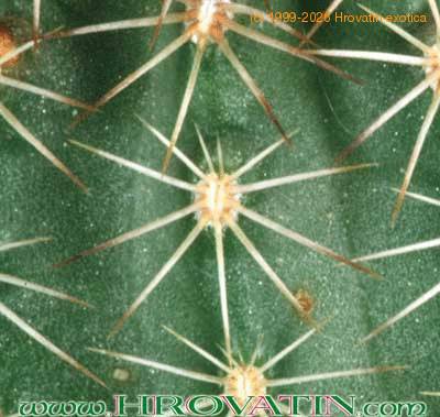 Echinocereus reichenbachii v hisoensis thorn 164