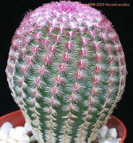 Echinocereus rigidissimus