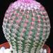 Echinocereus rigidissimus