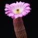Echinocereus rigidissimus Seme