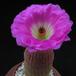 Echinocereus rigidissimus SIs