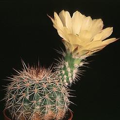 Echinocereus stoloniferus