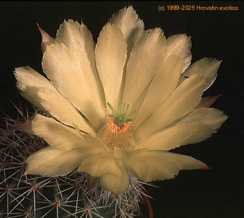 Echinocereus stoloniferus v tayopensis-867