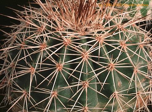 Echinocereus stoloniferus v tayopensis-869