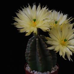 Echinocereus subinermis