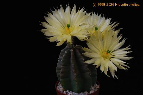 Echinocereus subinermis SIb