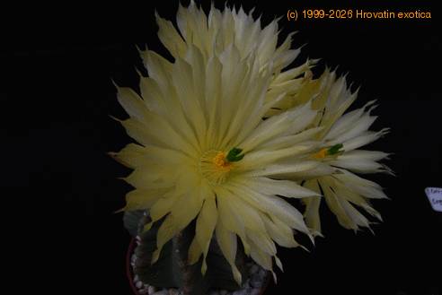 Echinocereus subinermis SIf
