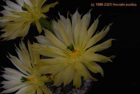 Echinocereus subinermis SIf1