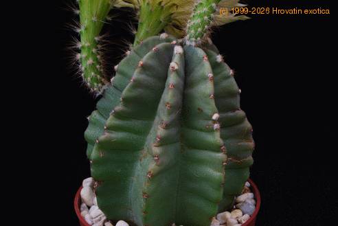 Echinocereus subinermis SIt