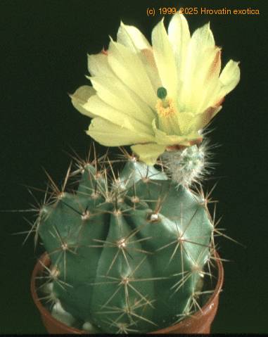 Echinocereus subinermis v. ochoteraneae 132