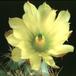 Echinocereus subinermis v. ochoteraneae 133