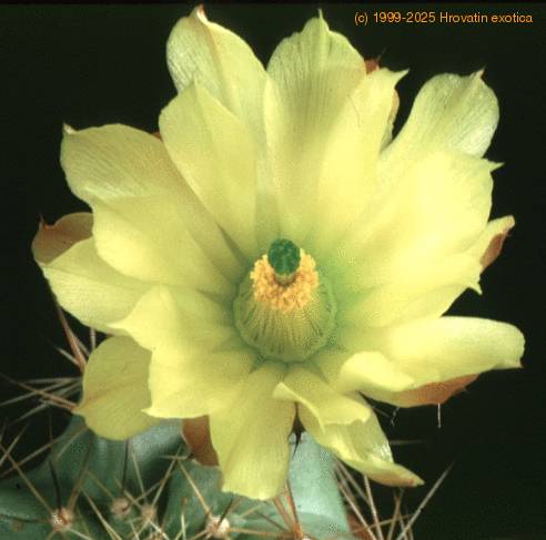Echinocereus subinermis v. ochoteraneae 133