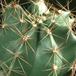Echinocereus subinermis v. ochoteraneae 134
