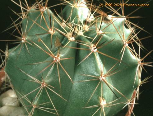 Echinocereus subinermis v. ochoteraneae 134