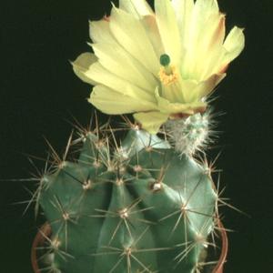 Echinocereus subinermis v. ochoteraneae