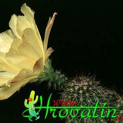 Echinocereus tayopensis