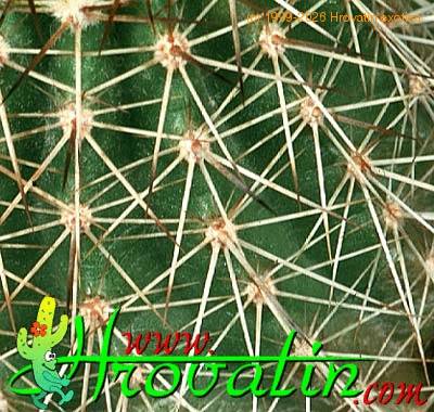 Echinocereus tayopensis thorn 335