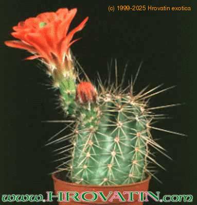 Echinocereus triglochidiatus v melanacanthus 90