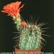 Echinocereus triglochidiatus v melanacanthus 90