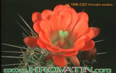 Echinocereus triglochidiatus v melanacanthus flower 91
