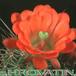 Echinocereus triglochidiatus v melanacanthus flower 91