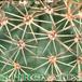 Echinocereus triglochidiatus v melanacanthus thorn 92
