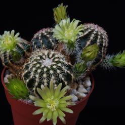Echinocereus viridiflorus
