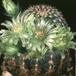 Echinocereus viridiflorus