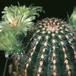Echinocereus viridiflorus