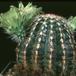 Echinocereus viridiflorus