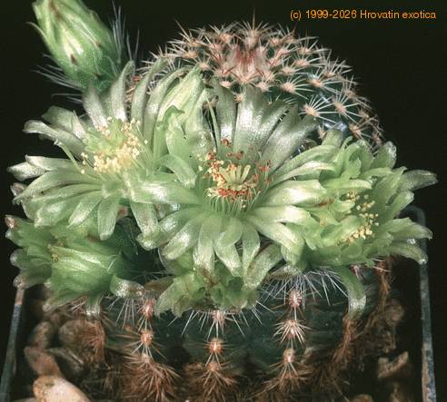 Echinocereus viridiflorus